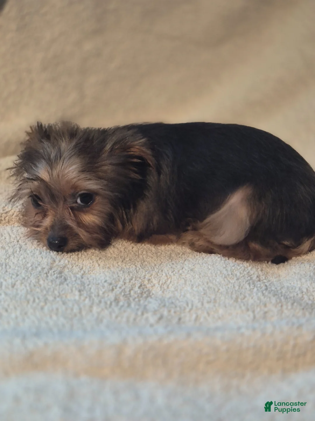 Shorkie dogs for sale: TEACUP Roxie - Ad 1