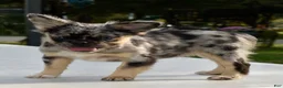 Mixed Breed dogs for sale: Ruby blue eyes merle - Ad 4