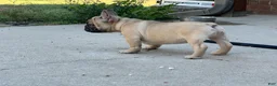 French Bulldog dogs for sale: Pete - Ad 8