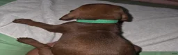 Redbone Coonhound dogs for sale: Redbone Coonhound 5(d green) - Ad 8