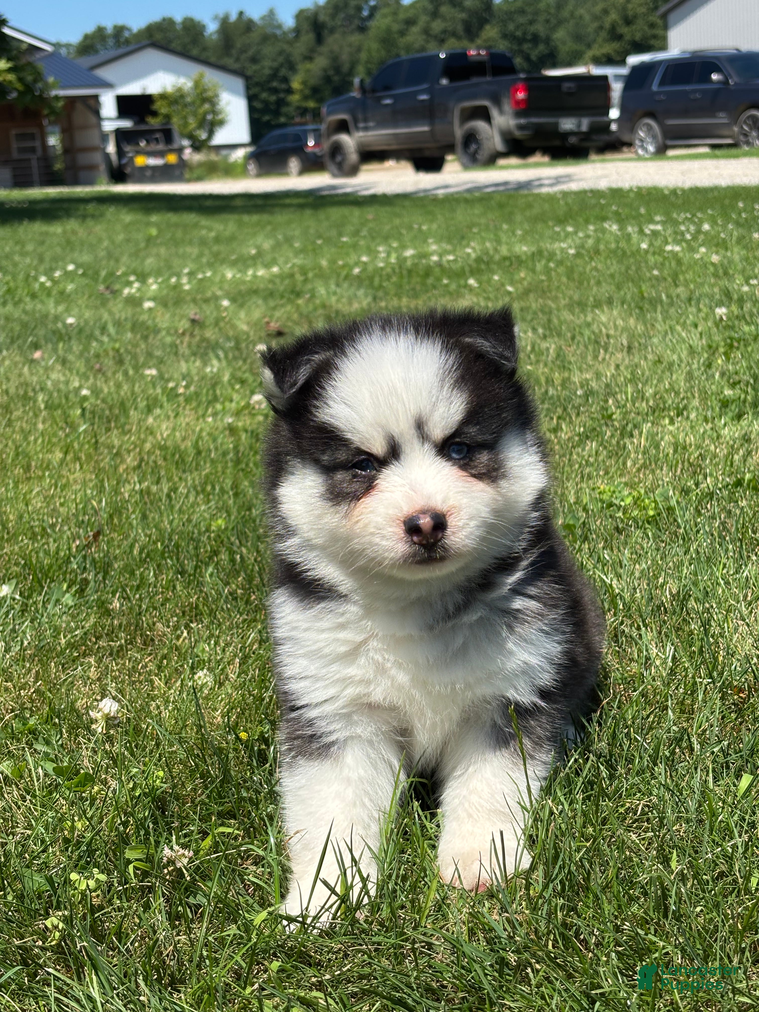 Pomsky dogs Conner - Ad 2