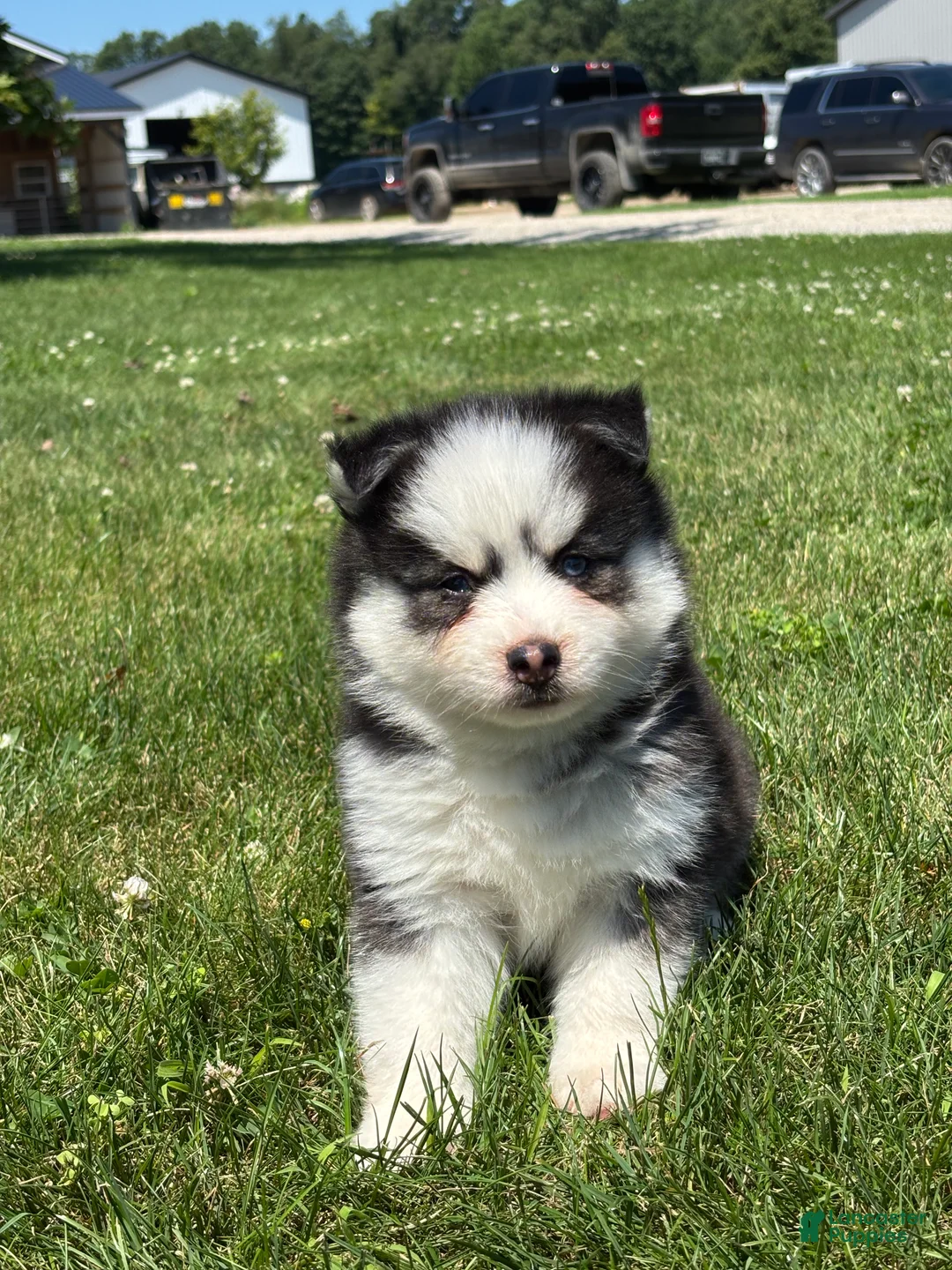 Pomsky dogs for sale: Conner - Ad 2