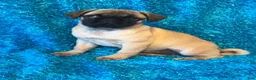 Pug dogs for sale: Lila - Ad 7