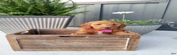 Mini Goldendoodle dogs for sale: Claire F1b - Ad 5