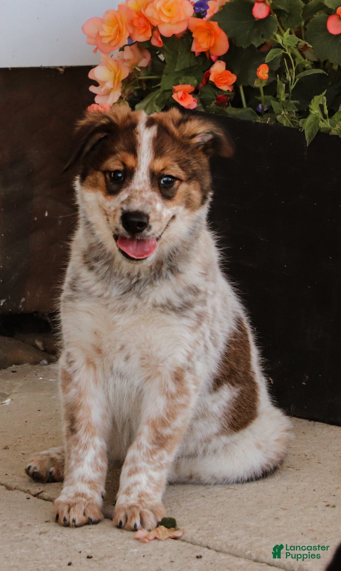 Australian Cattle Dog dogs Shiloh  - Ad 2