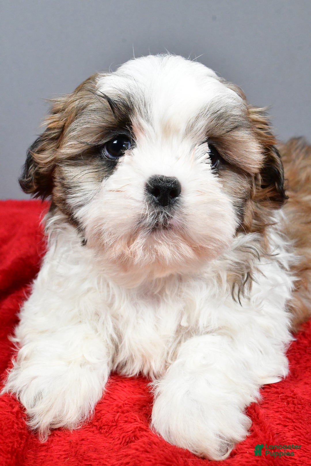 Shih Tzu dogs for sale: Rocket - Ad 5