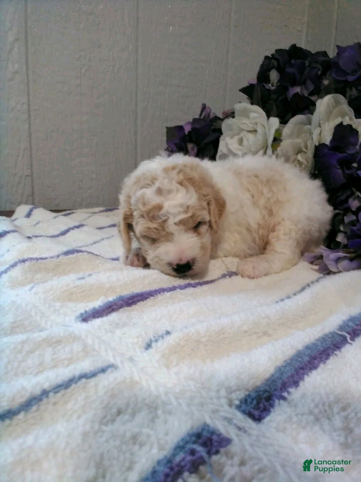 Mini Goldendoodle dogs for sale: Buttercup - Ad 1