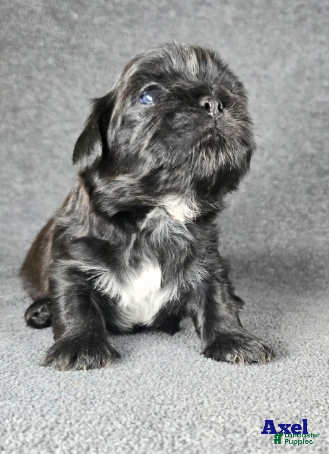Shih Tzu dogs for sale: Axel - Ad 1