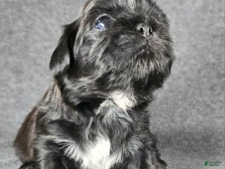 Shih Tzu dogs Axel - Ad 3