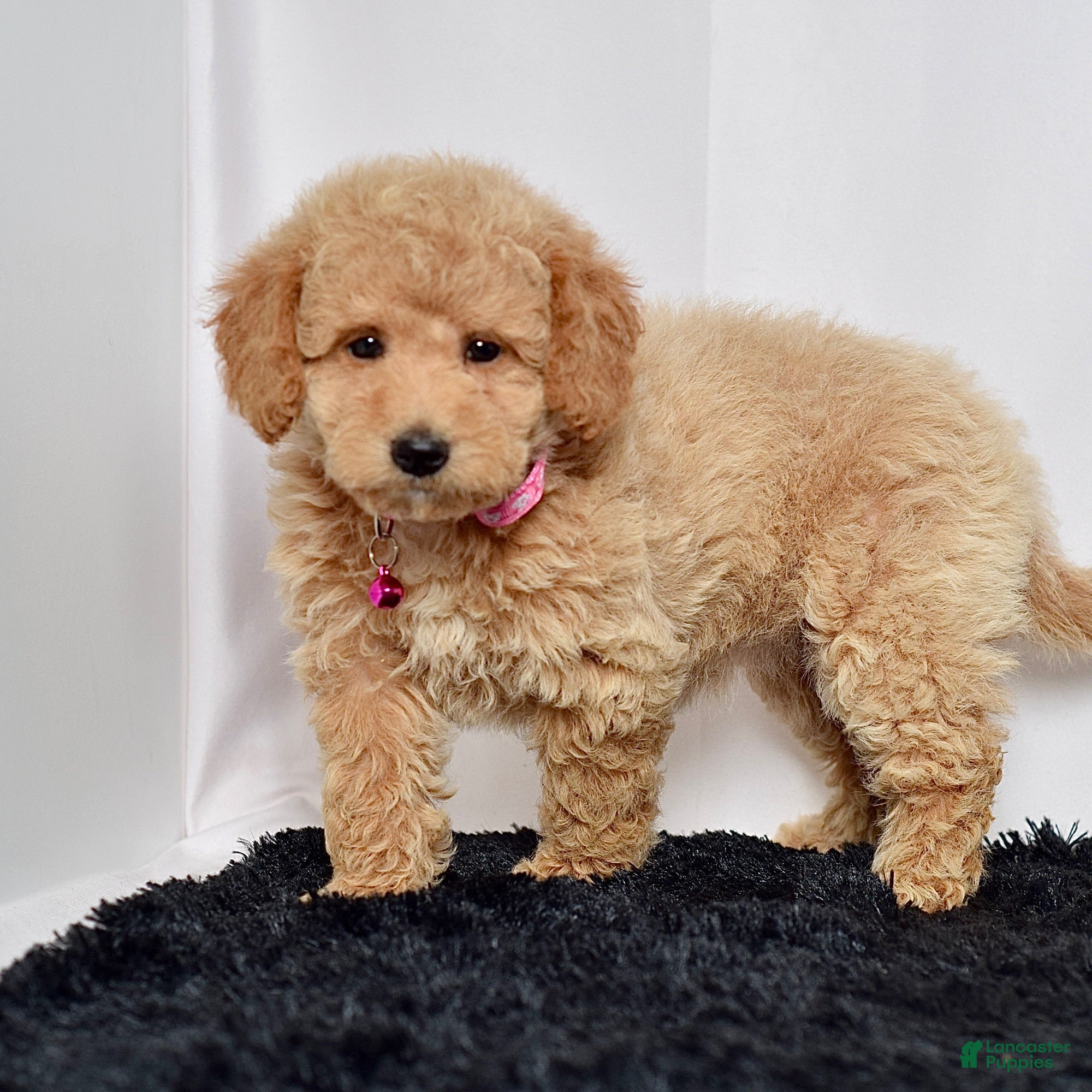 Mini Goldendoodle dogs Ms. Mia - Ad 2