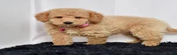 Mini Goldendoodle dogs for sale: Ms. Mia - Ad 2