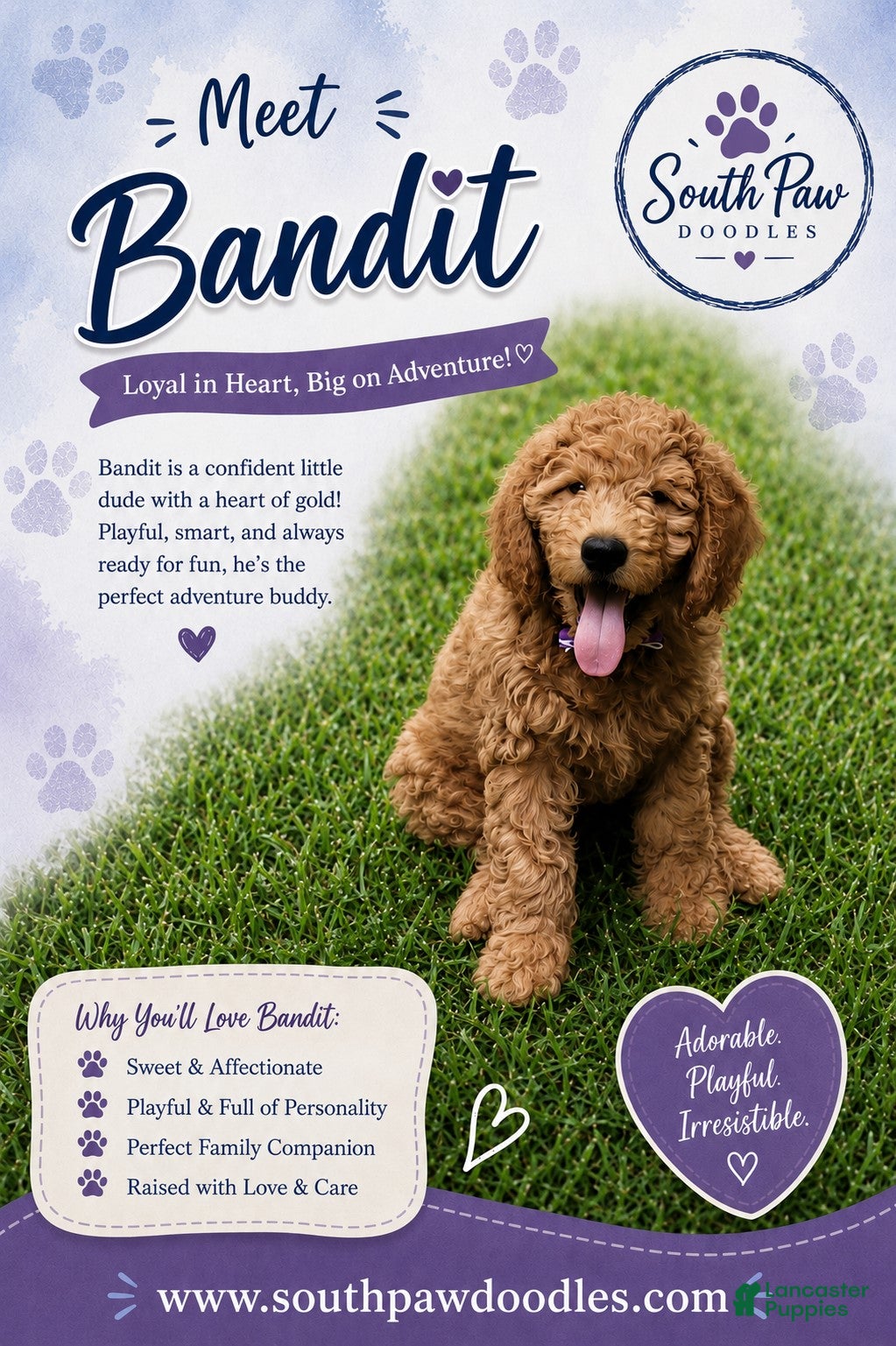 Goldendoodle dogs Bandit - Ad 1
