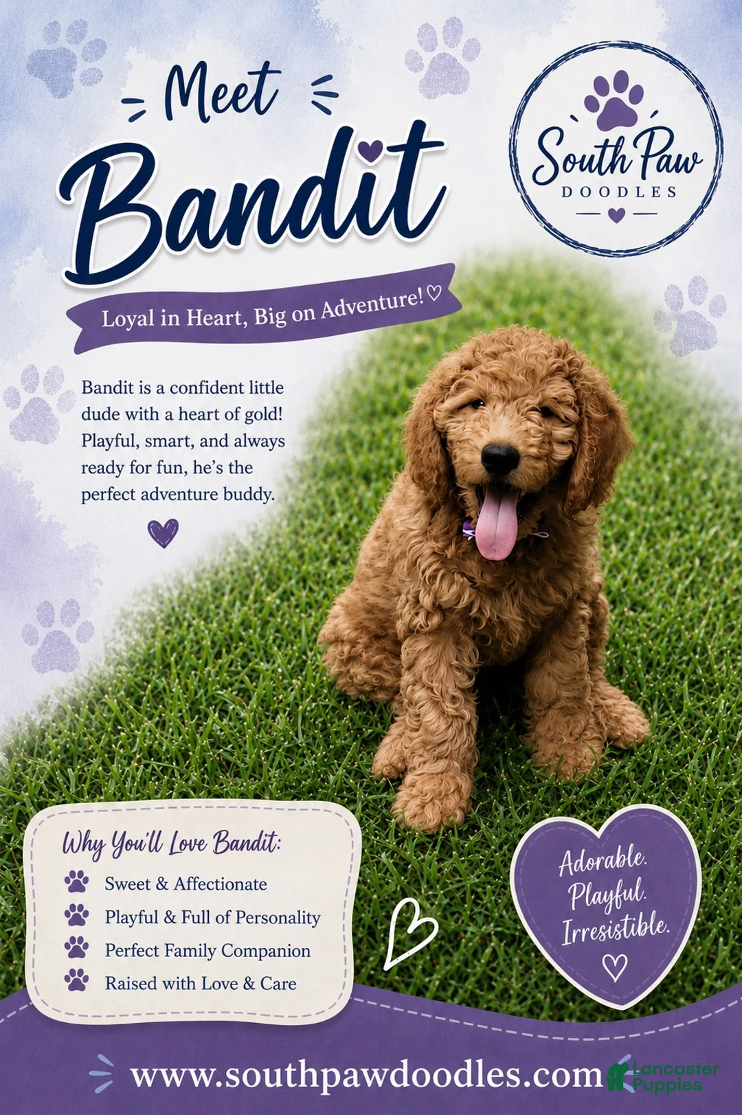 Goldendoodle dogs for sale: Bandit - Ad 1