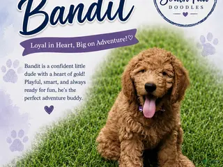 Goldendoodle dogs for sale: Bandit - Ad 2