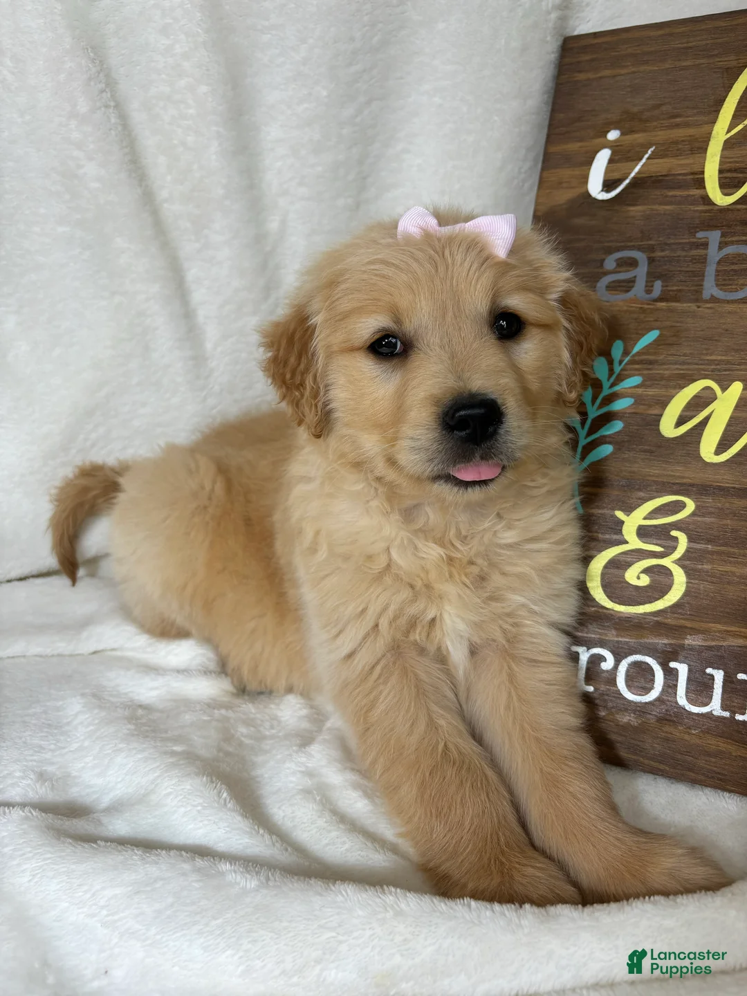 Golden Retriever dogs for sale: Blondie - Ad 5