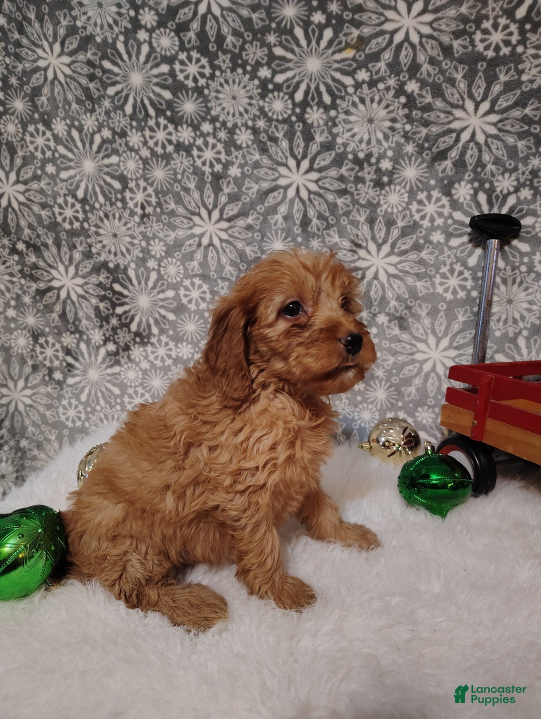 Irish Doodle dogs for sale: Ginger - Ad 6