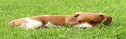 Miniature Dachshund dogs for sale: Hal - Ad 9