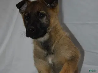 German Shepherd dogs Winter - Ad 11