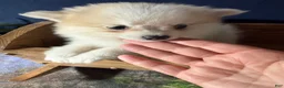 Pomeranian dogs for sale: Rachelle - Ad 23