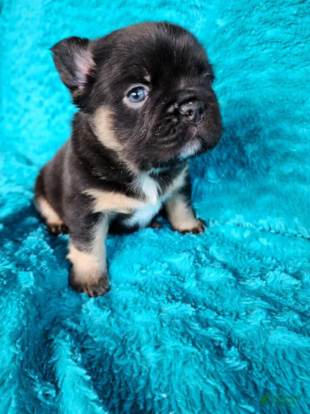 French Bulldog dogs for sale: Grizzly Junior  - Ad 1