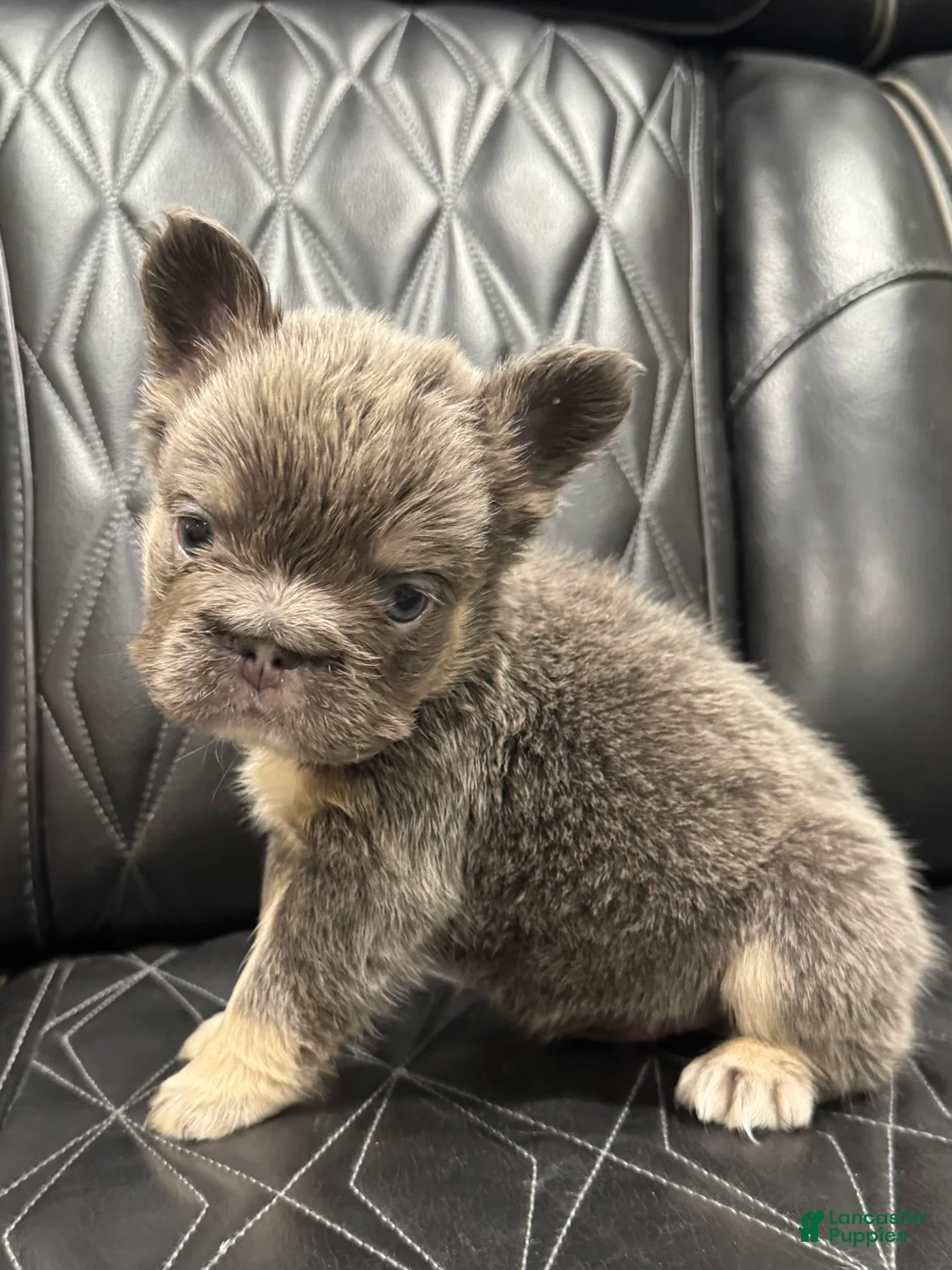 French Bulldog dogs for sale: FLUFFY BIG ROPE MAVERICK - Ad 5
