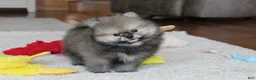 Pomeranian dogs for sale: Teddy - Ad 3