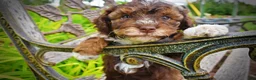 Havapoo dogs for sale: Vanity - Ad 3