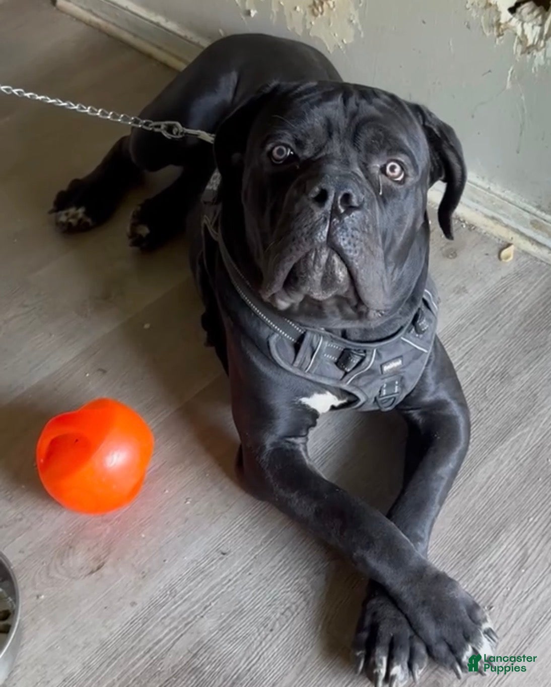 Cane Corso dogs Cane Corso 1 - Ad 33