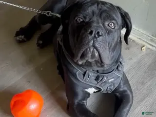 Cane Corso dogs Cane Corso 1 - Ad 33