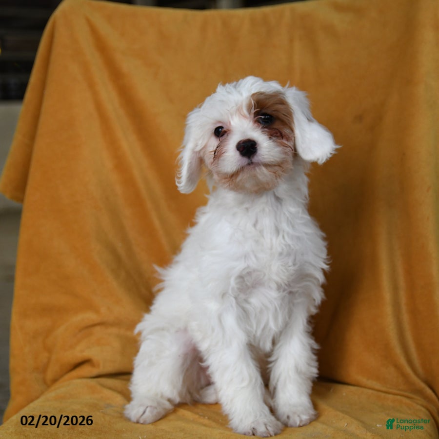 Cavapoo dogs Ginger - Ad 2