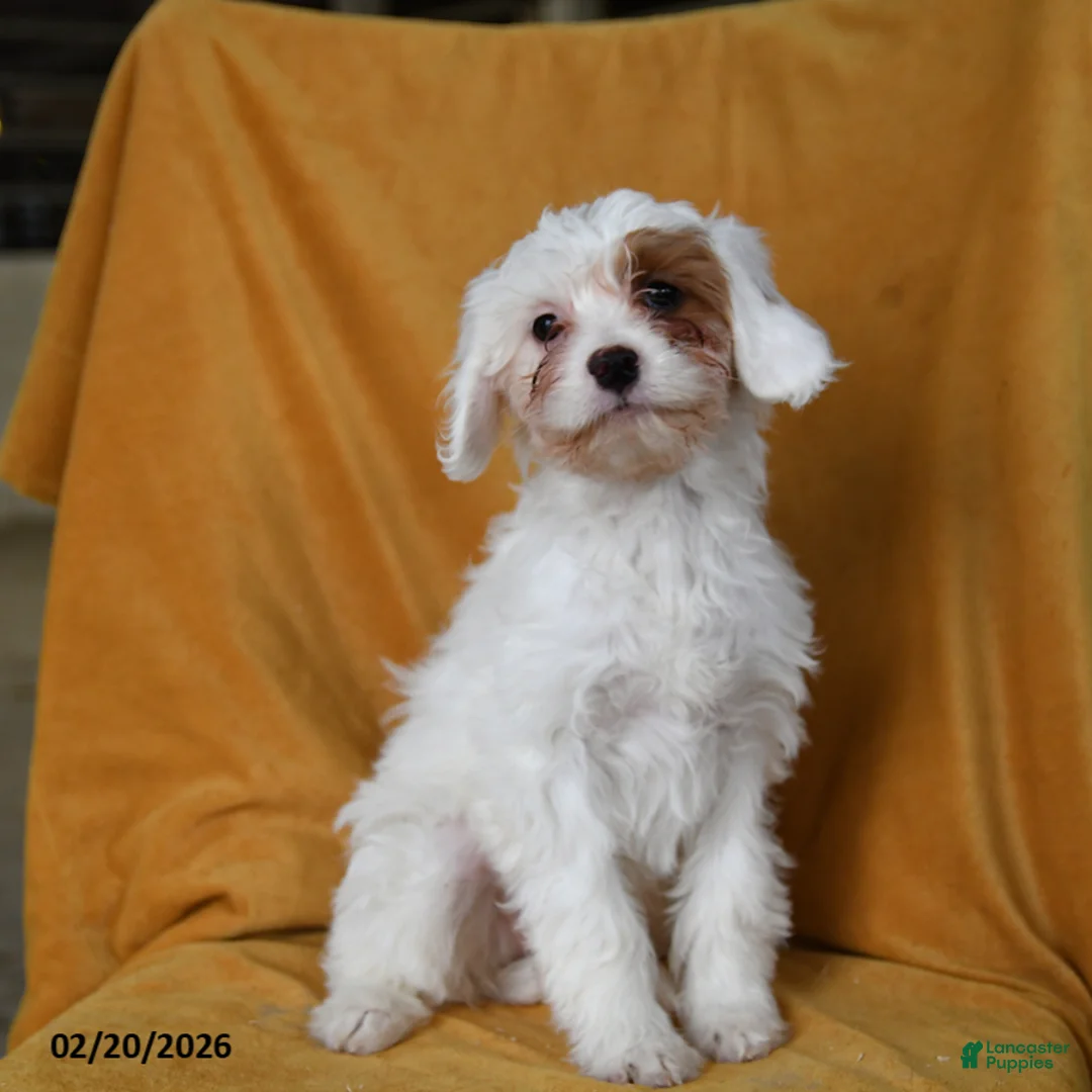 Cavapoo dogs for sale: Ginger - Ad 2