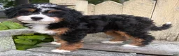 Mini Bernedoodle dogs for sale: 💚IN BOSTON MASSACHUSETTS AREA💚TRADITIONAL TRI COLOR💚MINI BERNEDOODLE BOY💚 - Ad 6