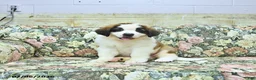 Saint Bernard dogs for sale: Bernie - Ad 4