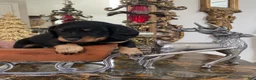 Dachshund dogs for sale: Dachshund 1 - Ad 7