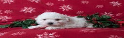 Bichon Frise dogs for sale: Bolton - Ad 6