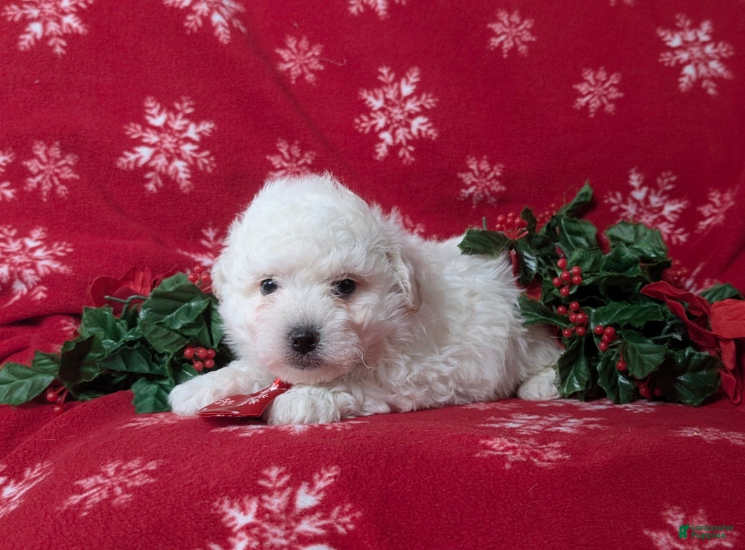 Bichon Frise dogs for sale: Bolton - Ad 6