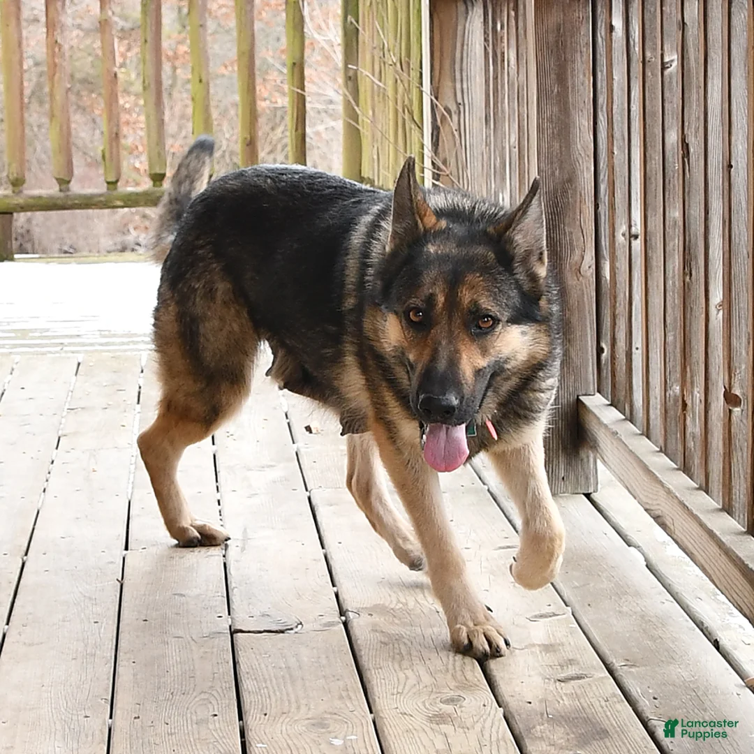 German Shepherd dogs for sale: Sophie - Ad 6