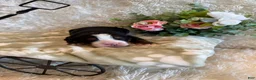 Bernese Mountain Dog dogs for sale: Hannah - Ad 4