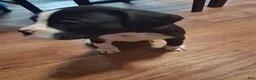 Boxer dogs for sale: Boxer 1 - Ad 3