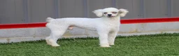 Cavapoo dogs for sale: Ingrid - Ad 8