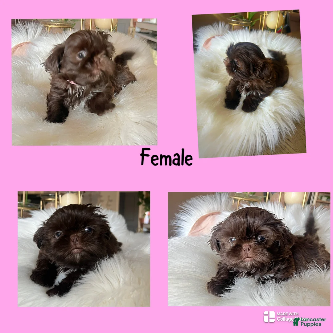 Shih Tzu dogs for sale: Shih Tzu Puppy 6 - Ad 1