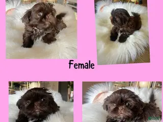 Shih Tzu dogs Shih Tzu Puppy 6 - Ad 4