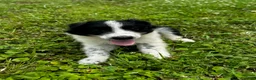 Australian Shepherd dogs for sale: Australian Shepherd Puppy 5 - Ad 11