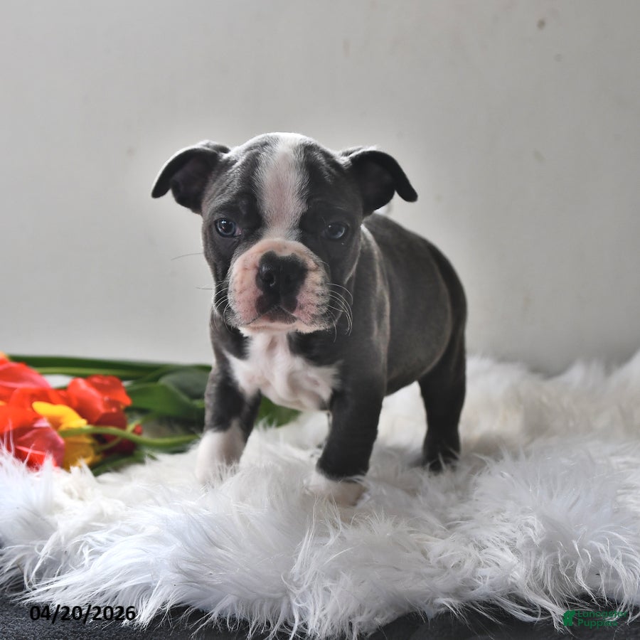 Boston Terrier dogs Frankie - Ad 1