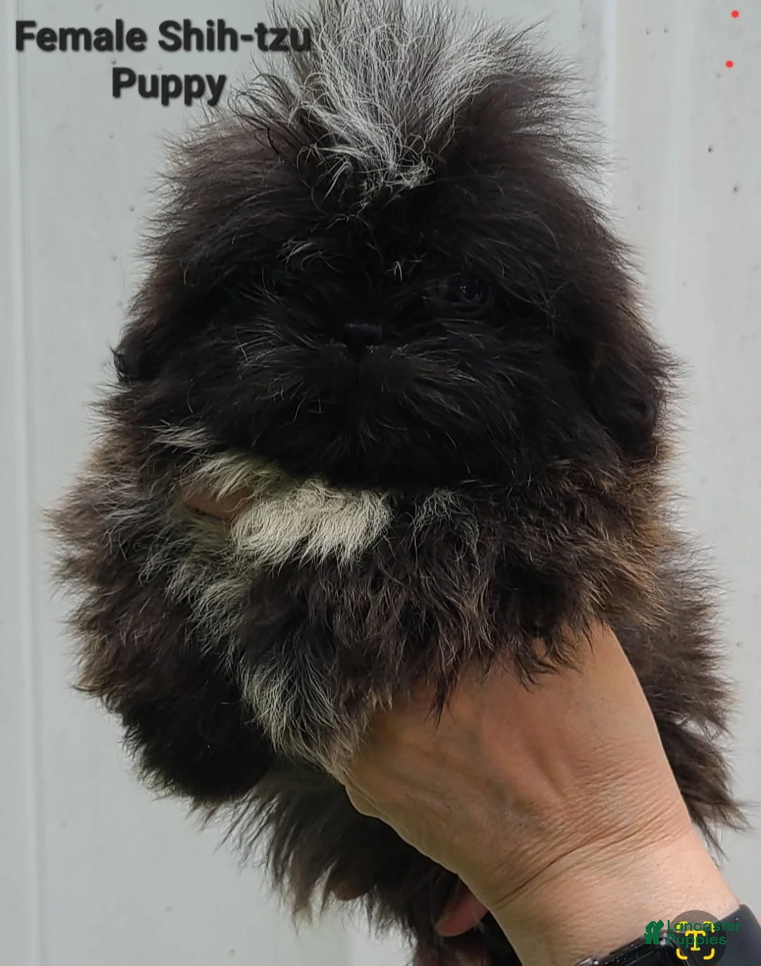 Shih Tzu dogs for sale: Sable Boy  - Ad 5