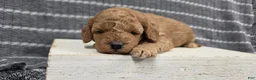 Miniature Poodle dogs for sale: Willow - Ad 4