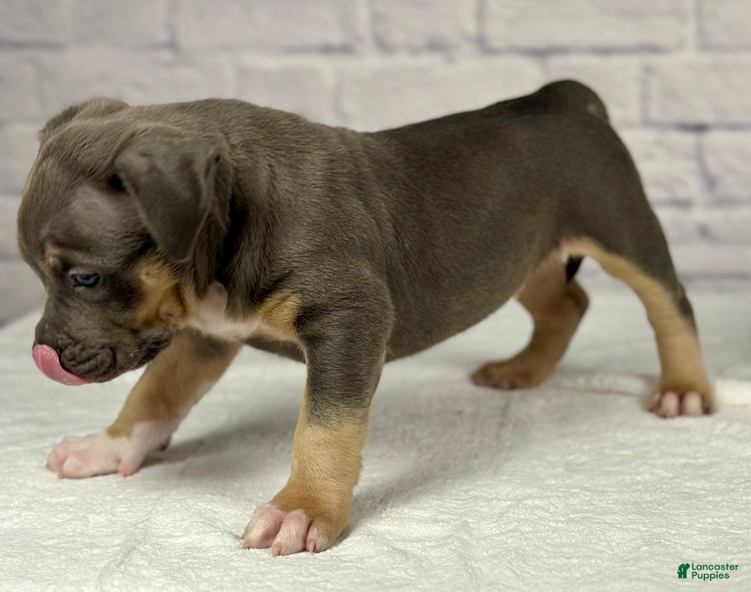 American Bully dogs for sale: Diezel - Ad 15