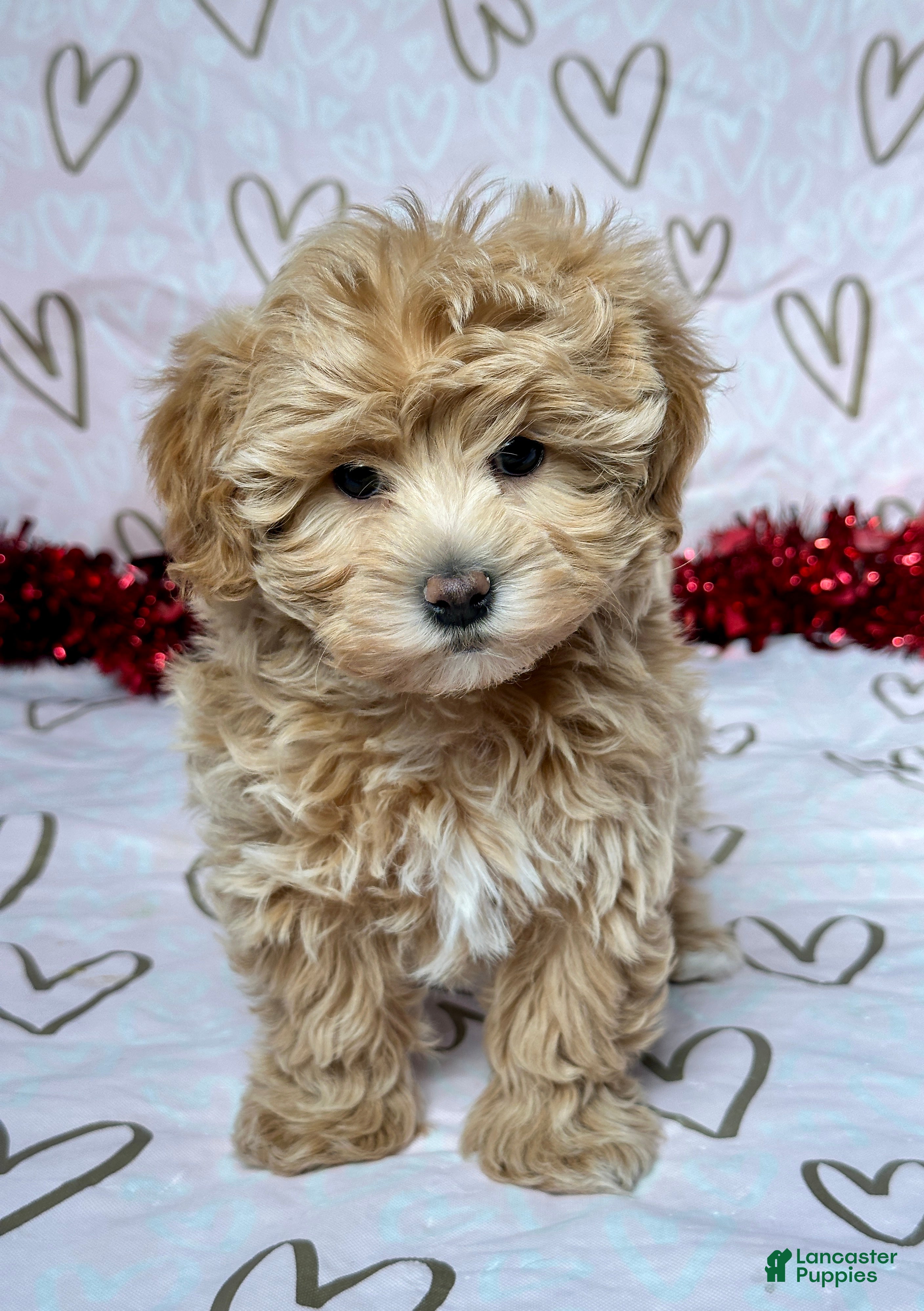 Maltipoo dogs Skye - Ad 32