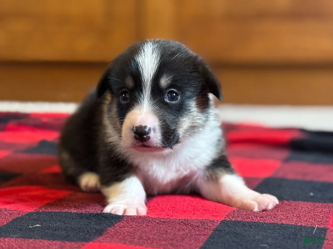 Welsh Corgi Pembroke dogs for sale: Violet - Ad 1