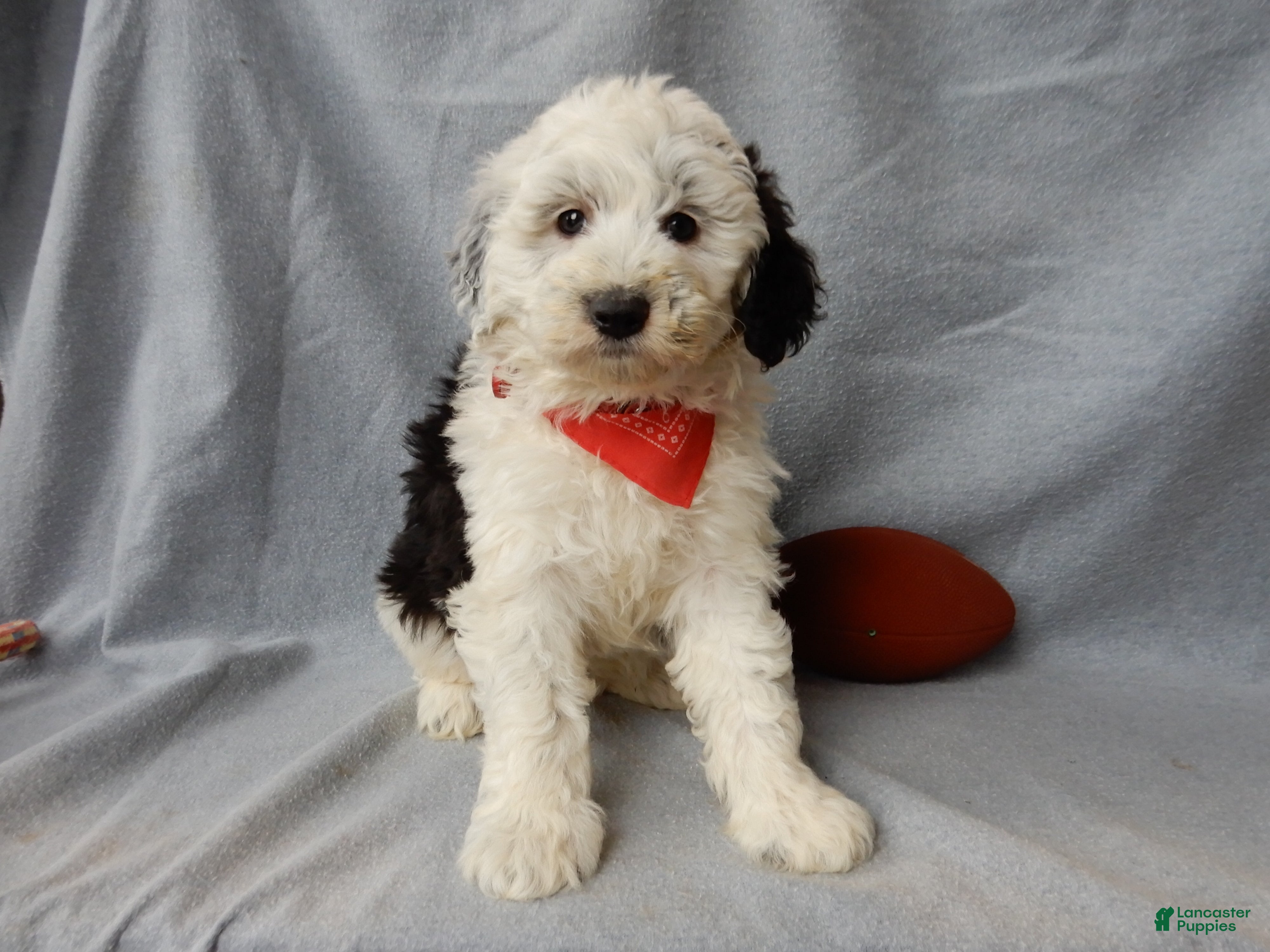 Sheepadoodle dogs Kenny - Ad 8